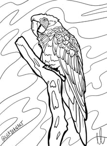 Parrot Colouring Sheet