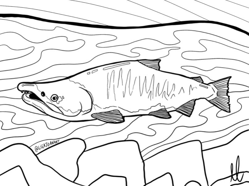 Salmon Colouring Sheet